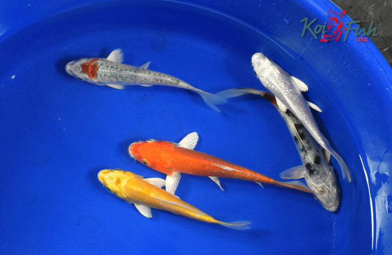 KOI PACK