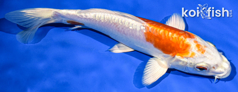 7.5" KIKUSUI