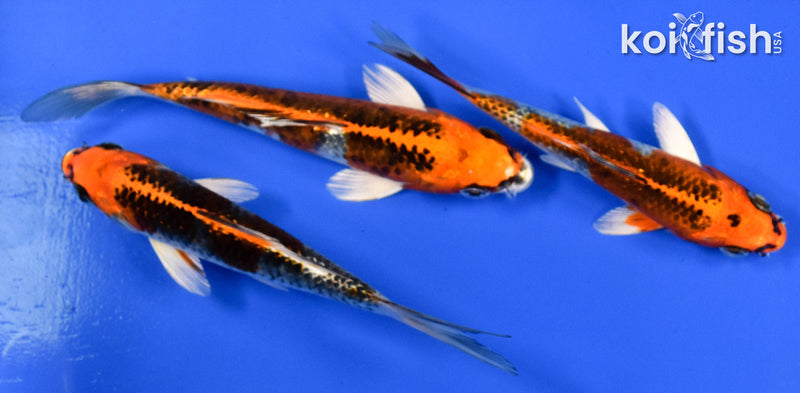 EXACT FISH - LOT OF (3) 5-6" STANDARD KOI