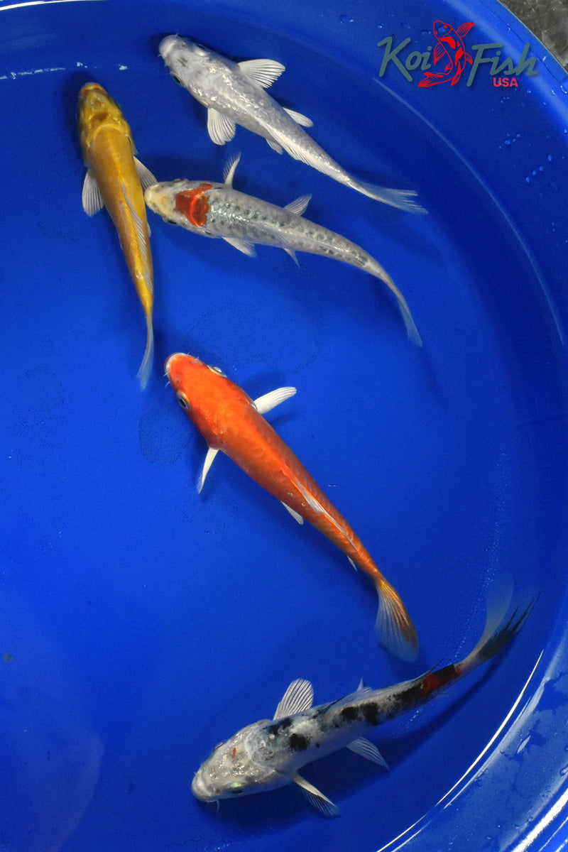 KOI PACK