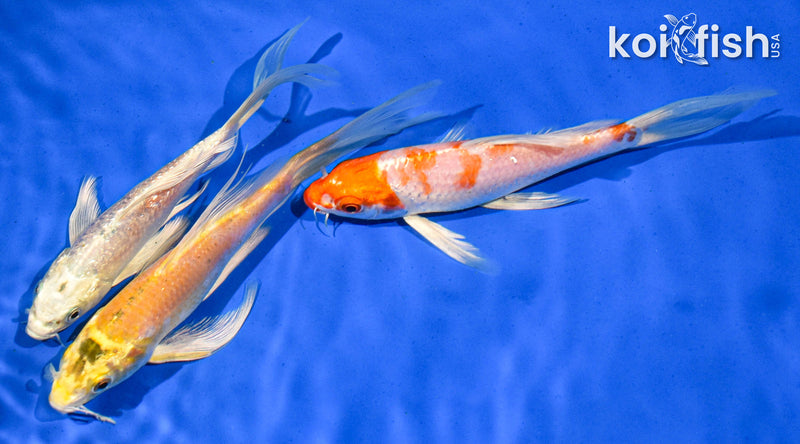 PACK OF (3) 5-6" BUTTERFLY KOI