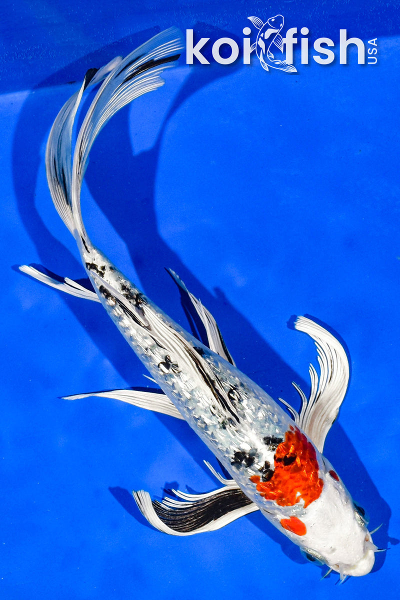 9" GINRIN YAMATO NISHIKI BUTTERFLY