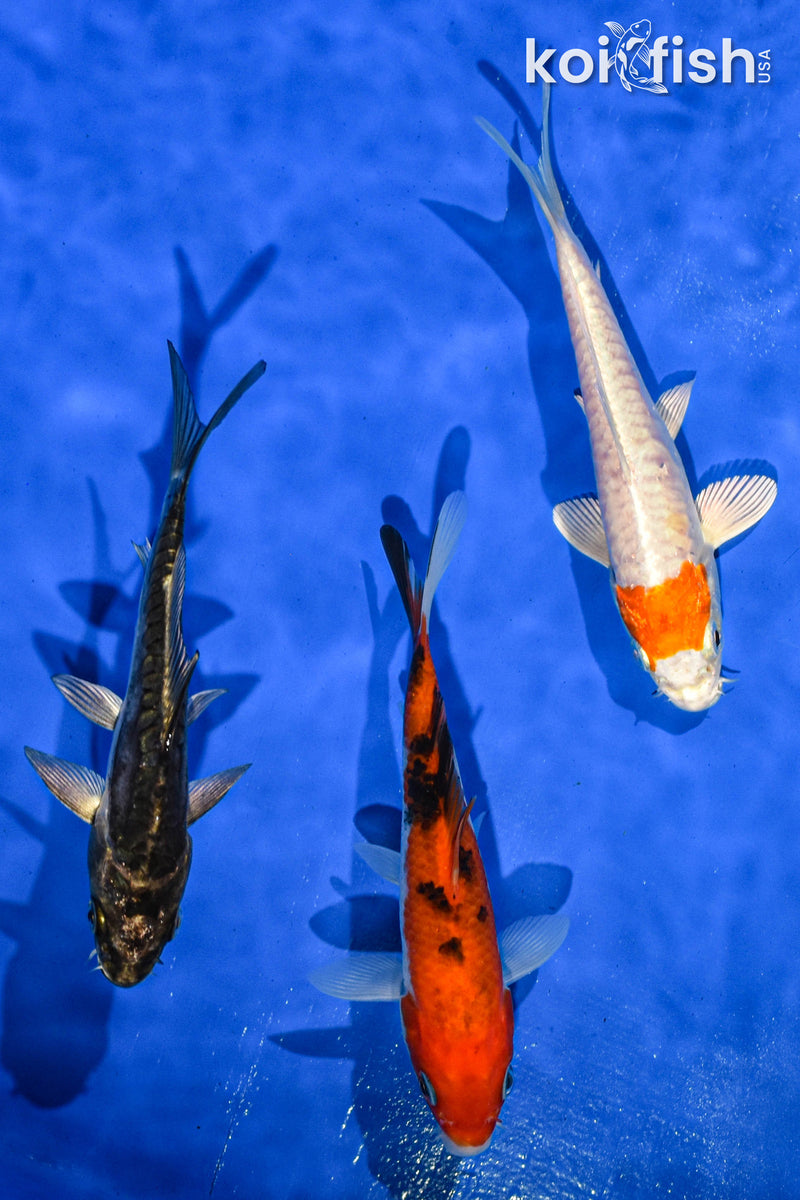 PACK OF (3) 5-6" STANDARD KOI