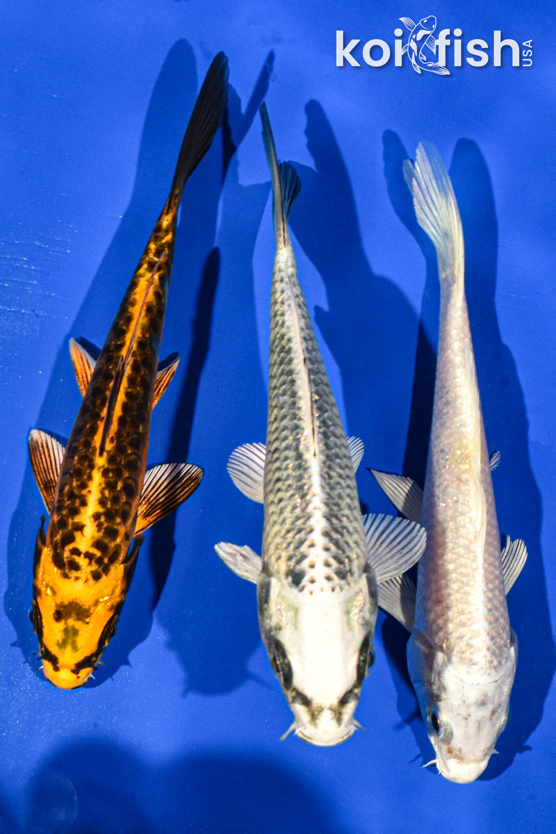 Pack of (3) 5-6" Standard Koi