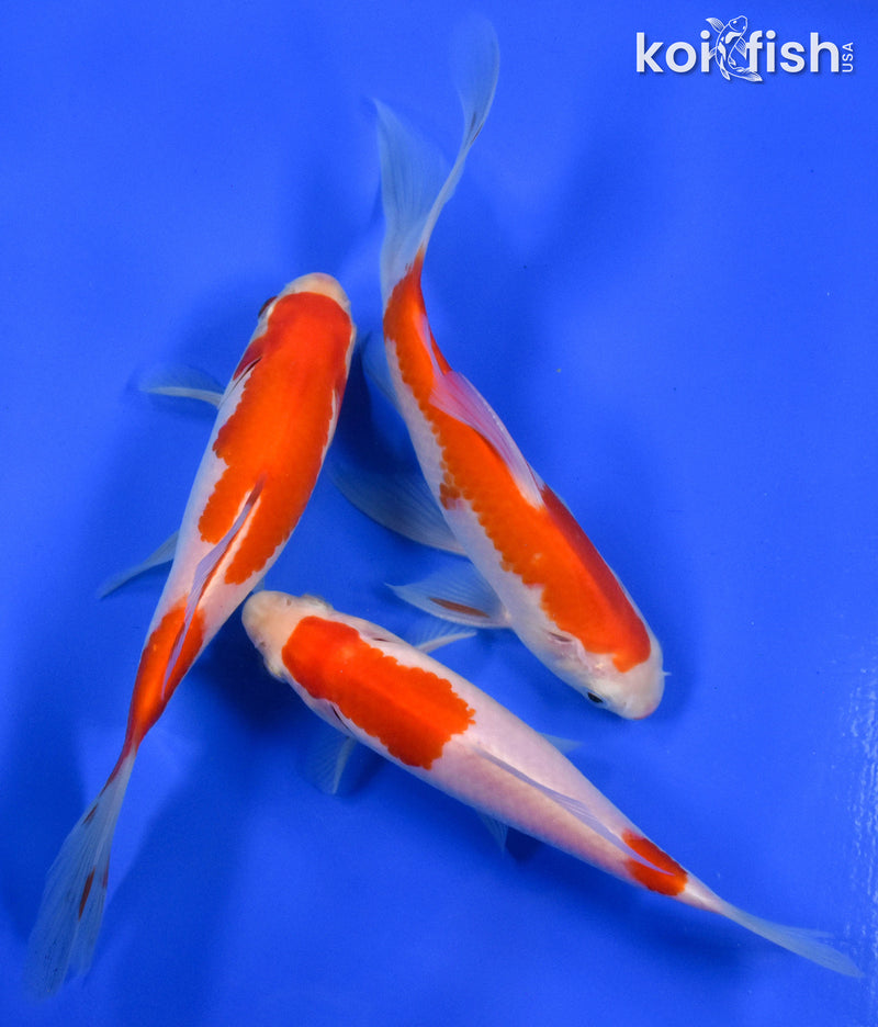 EXACT FISH - LOT OF (3) 4-6" SARASA GOLDFISH