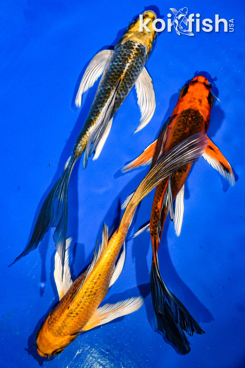 (3) 6.5-7" BUTTERFLY KOI