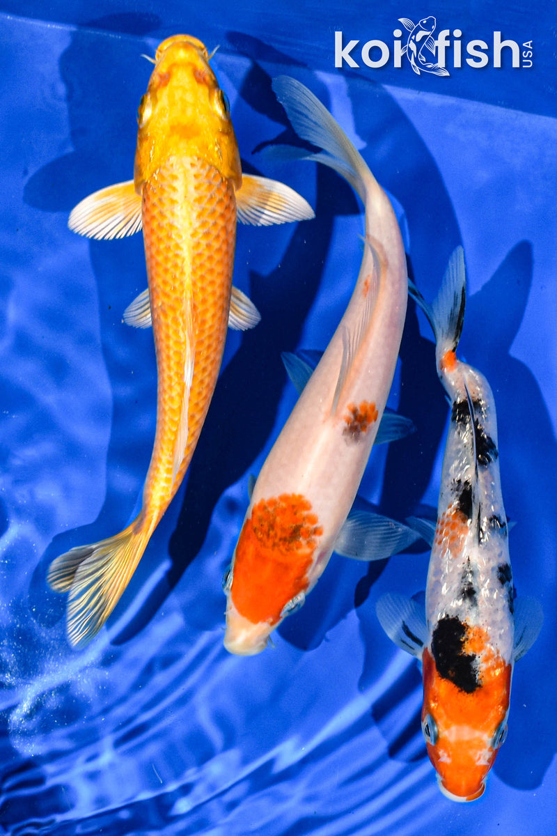 PACK OF (3) 6" STANDARD KOI