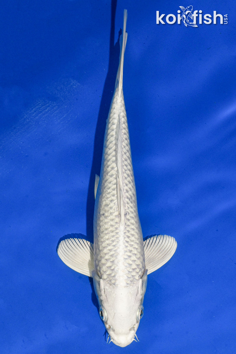 9.5" PLATINUM OGON