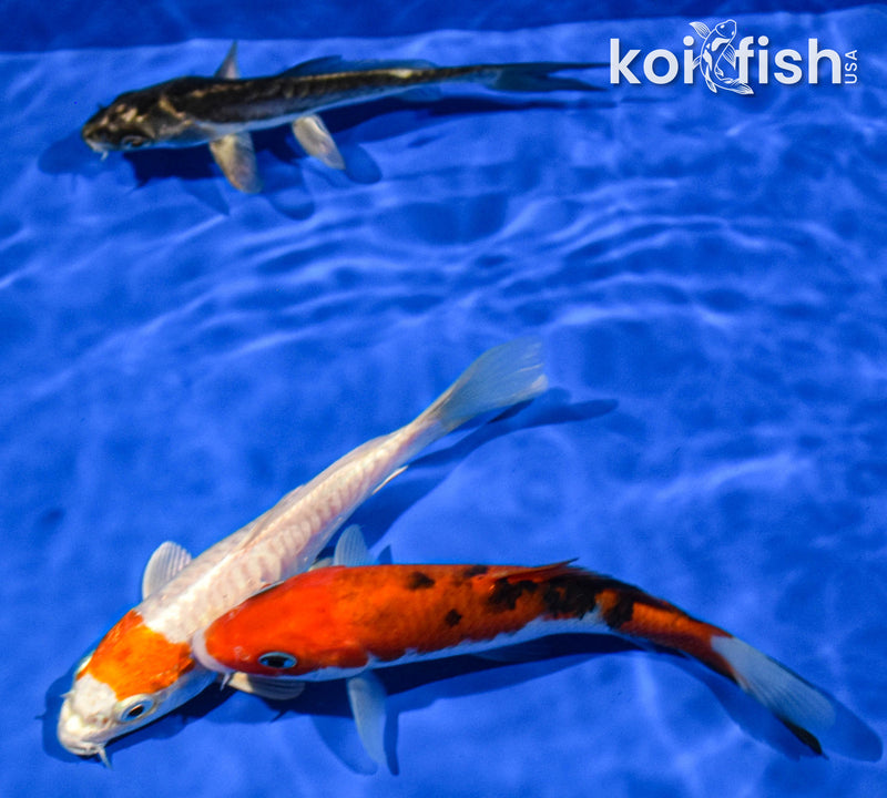 PACK OF (3) 5-6" STANDARD KOI