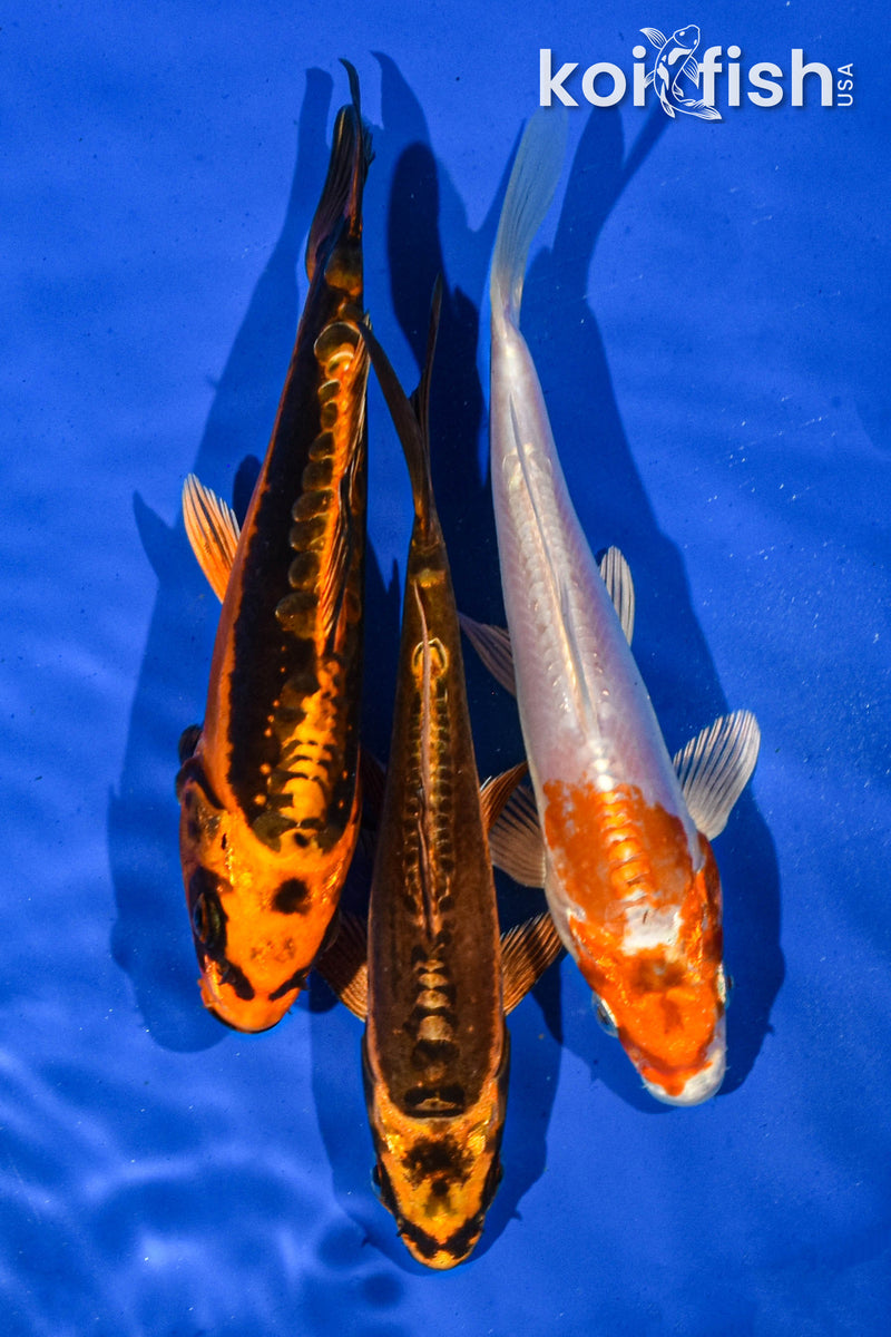 Pack Of (3) 6" Standard Koi