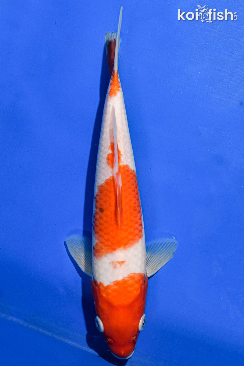 9.5" KOHAKU