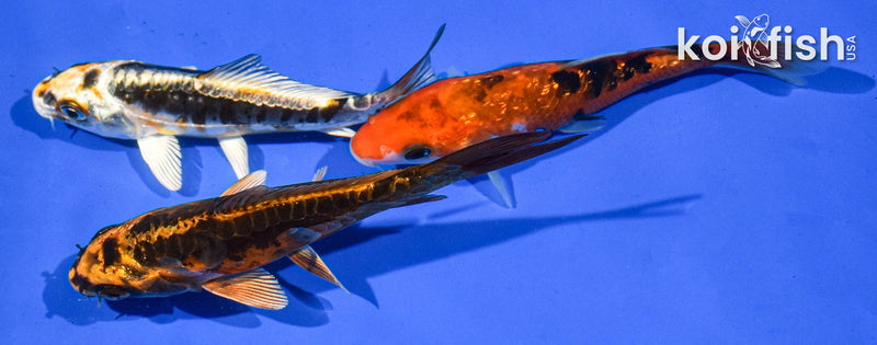 Pack of (3) 5-6" Standard Koi