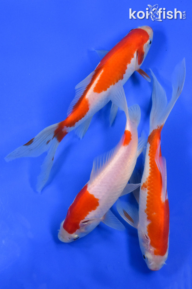 EXACT FISH - LOT OF (3) 4-6" SARASA GOLDFISH