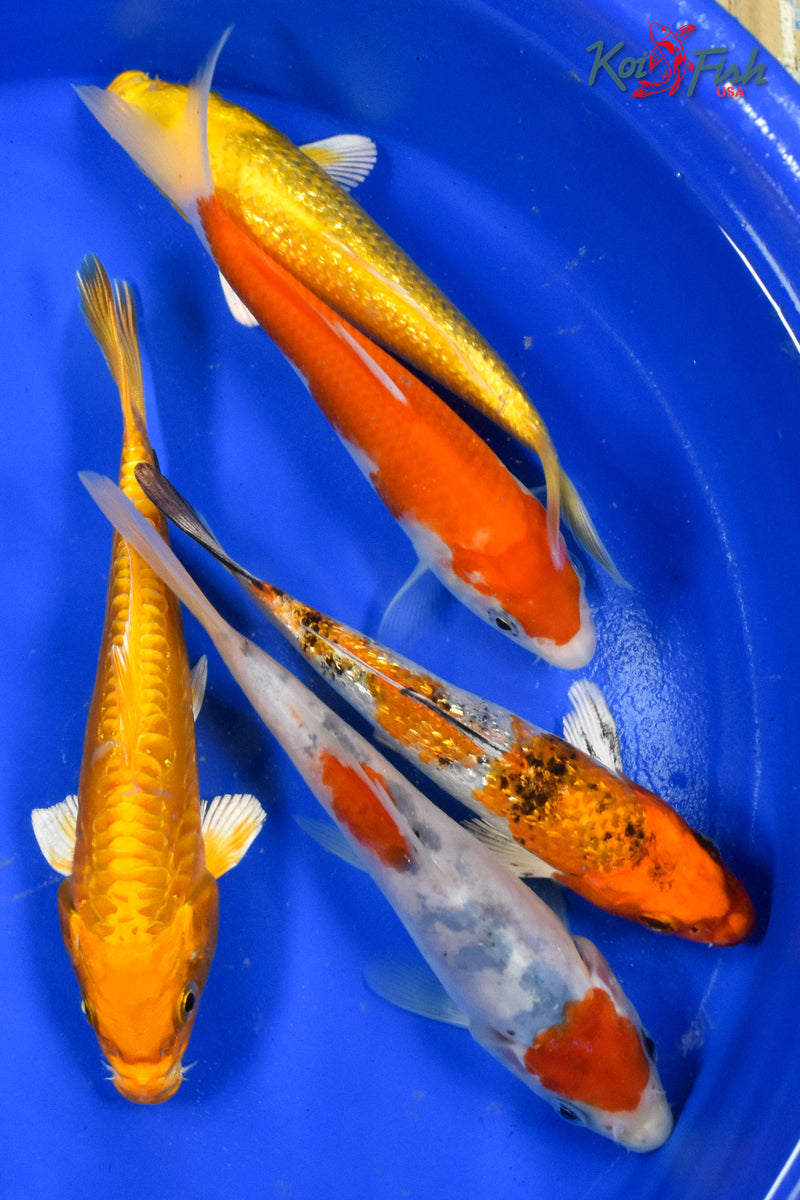 LOT OF (5) 5-6" ASSORTED STANDARD KOI