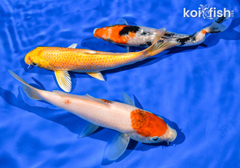 PACK OF (3) 6" STANDARD KOI