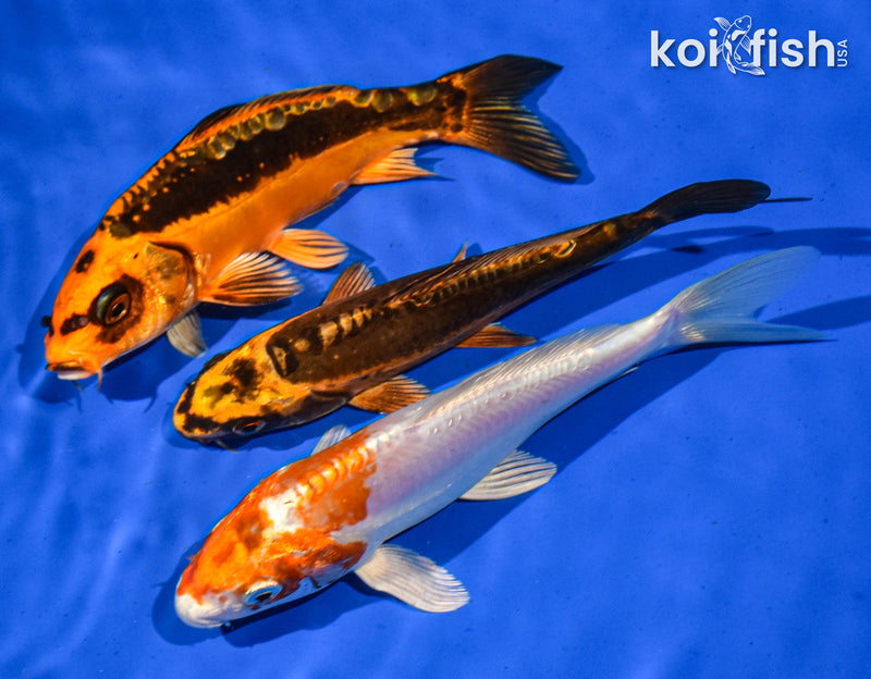 Pack Of (3) 6" Standard Koi