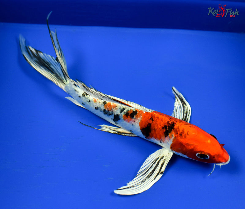 9.5" YAMATO NISHIKI BUTTERFLY