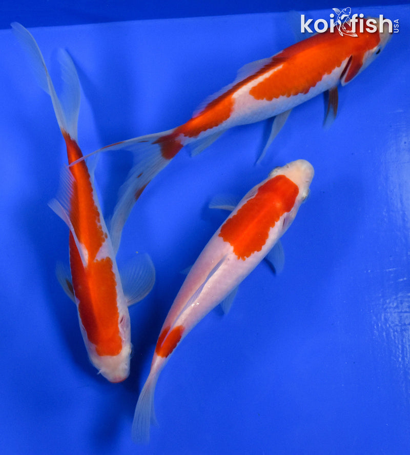 EXACT FISH - LOT OF (3) 4-6" SARASA GOLDFISH