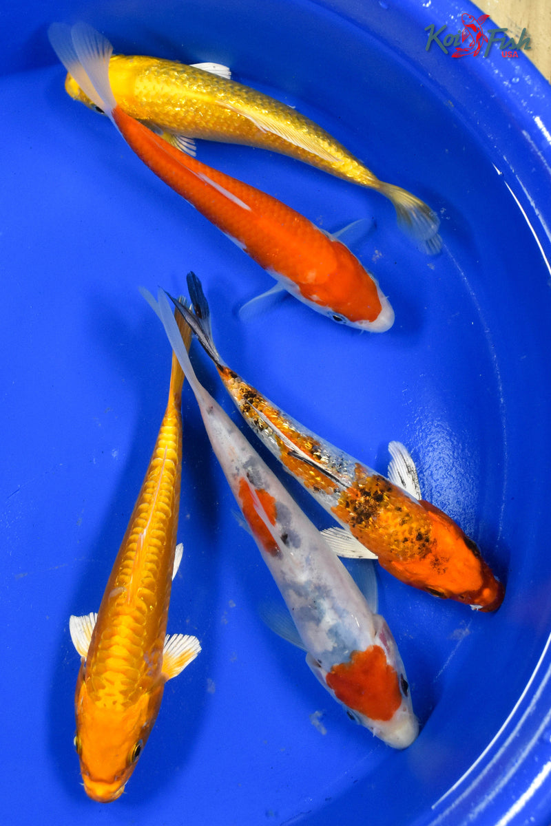 LOT OF (5) 5-6" ASSORTED STANDARD KOI