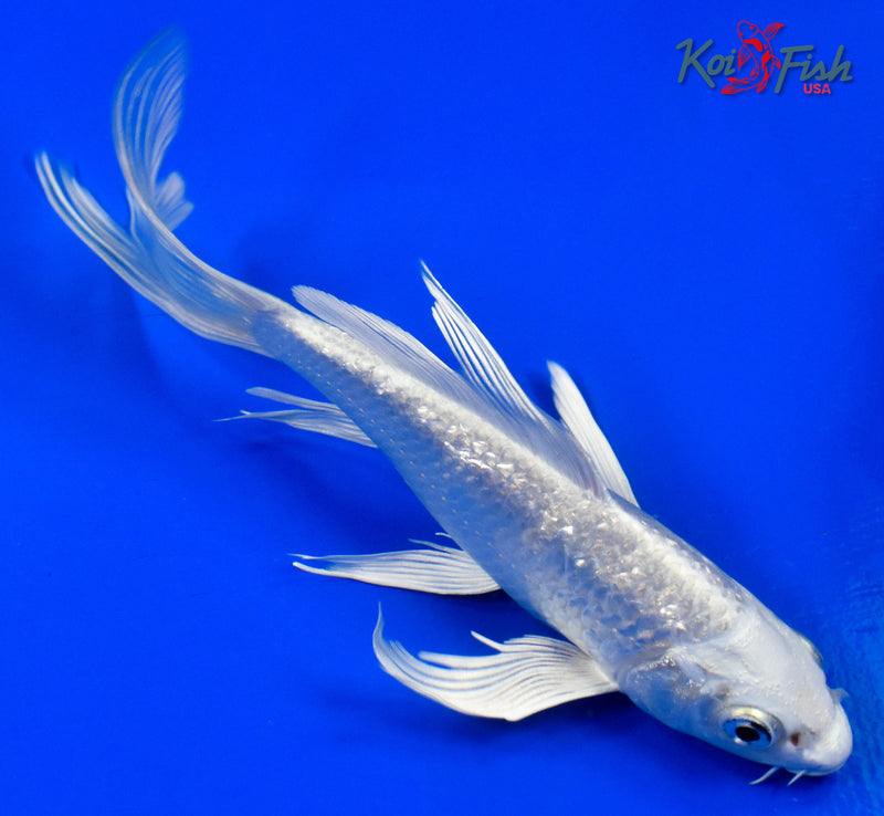 7" GINRIN PLATINUM OGON BUTTERFLY