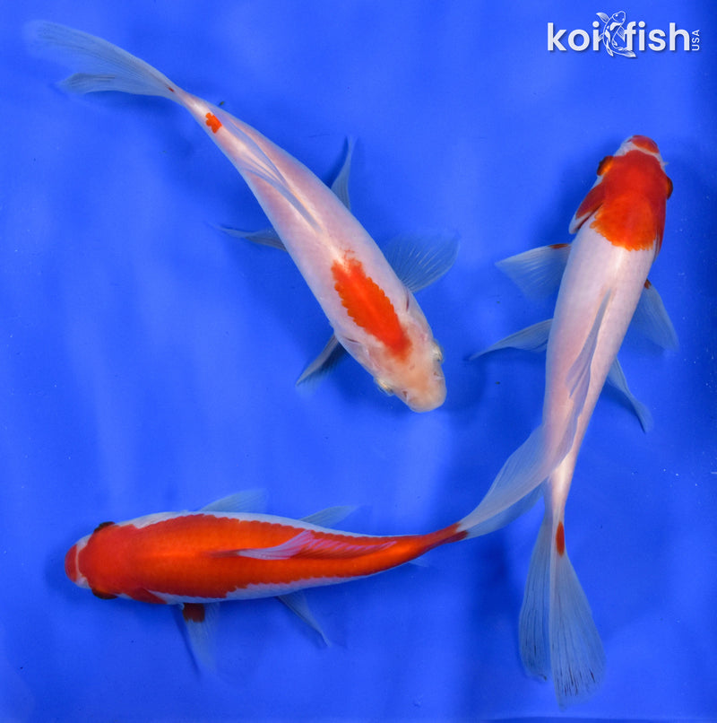 Exact Fish - Lot of (3) 4-6" Sarasa Comet Goldfish