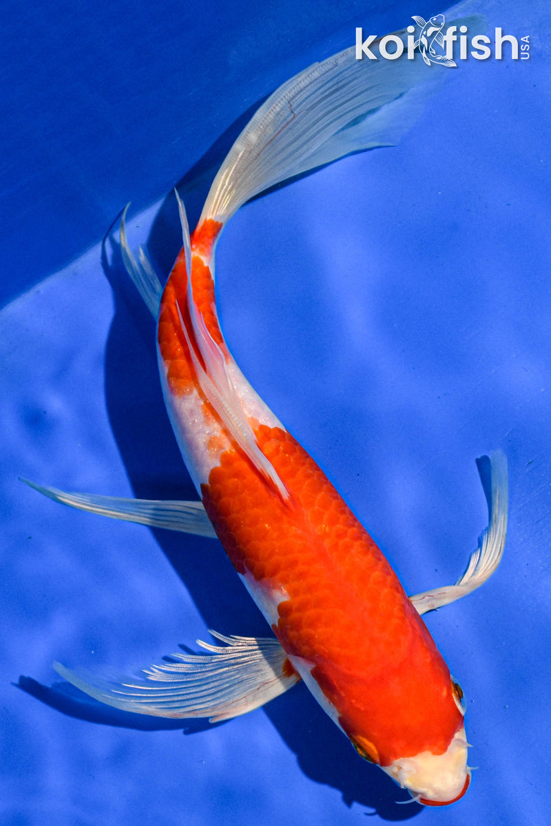 9" KOHAKU BUTTERFLY