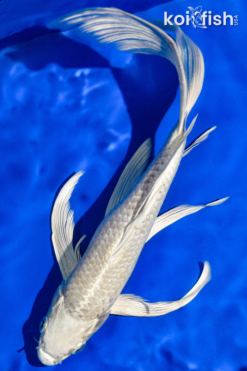 9.5" PLATINUM OGON BUTTERFLY