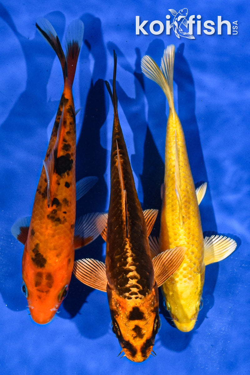 PACK OF (3) 5-6" STANDARD KOI