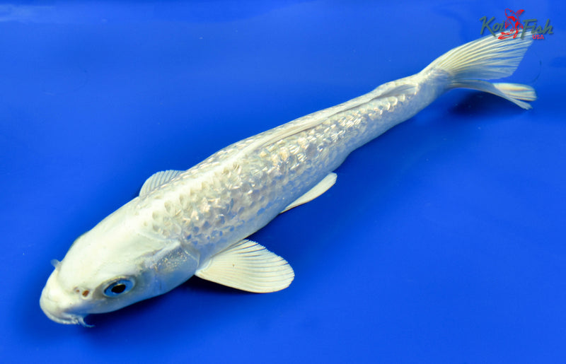 9" GINRIN PLATINUM OGON