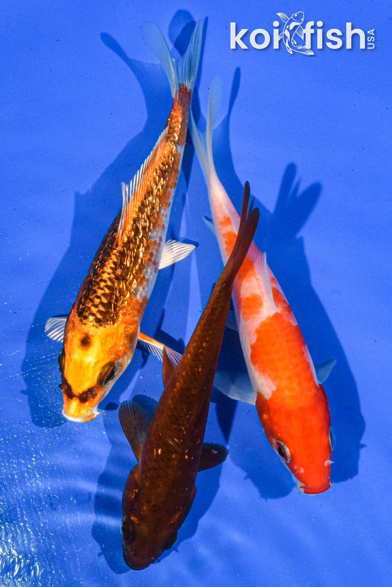 Pack of (3) 5-6" Standard Koi