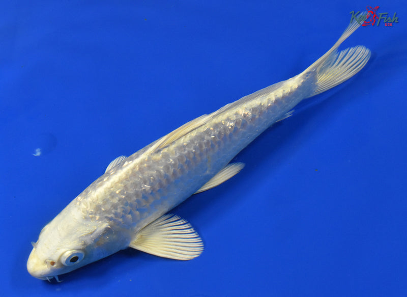 9" GINRIN PLATINUM OGON