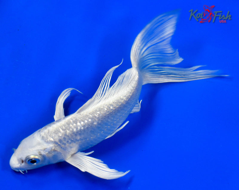 7" GINRIN PLATINUM OGON BUTTERFLY