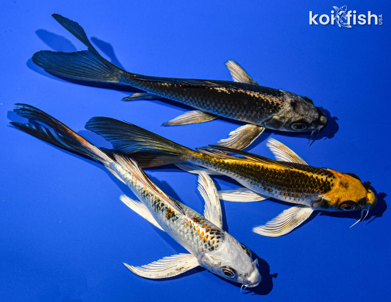 (3) 6-7" BUTTERFLY KOI