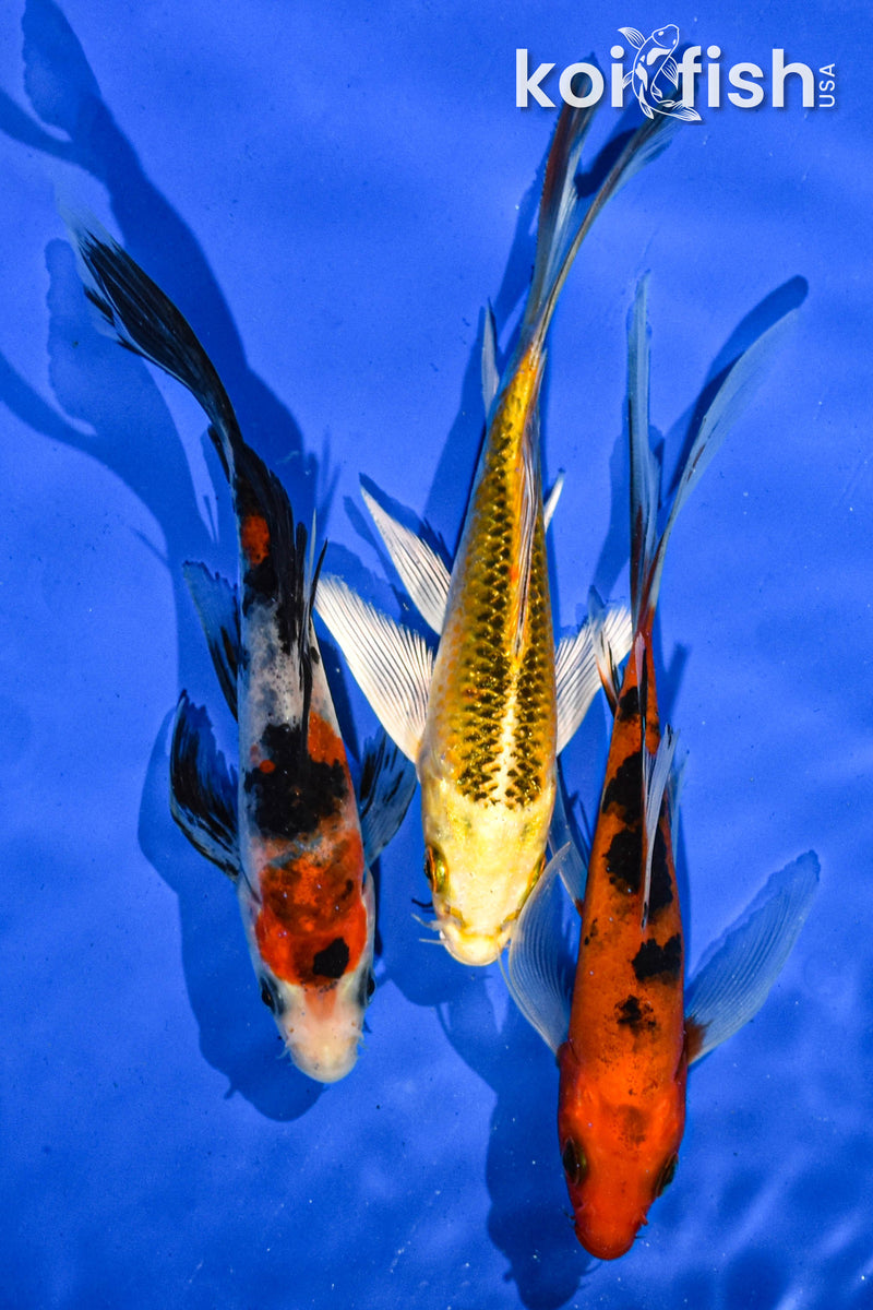 (3) 5-6" BUTTERFLY KOI