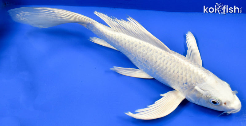 9.5" PLATINUM OGON BUTTERFLY