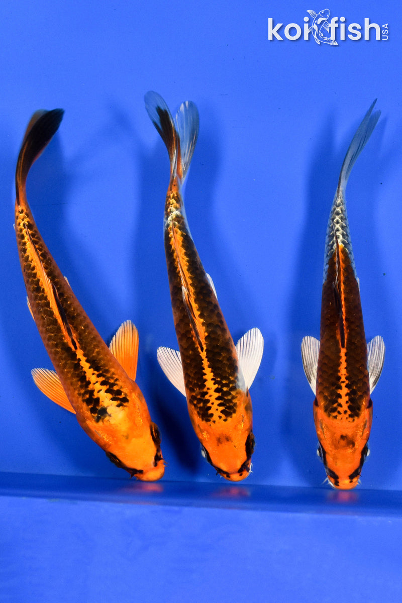 EXACT FISH - LOT OF (3) 6-7" STANDARD KOI