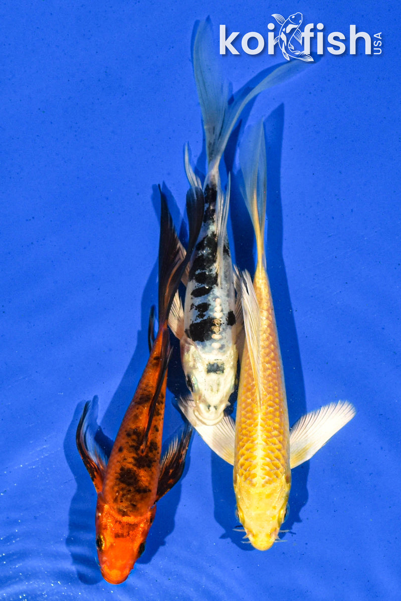 PACK OF (3) 5-6" BUTTERFLY KOI