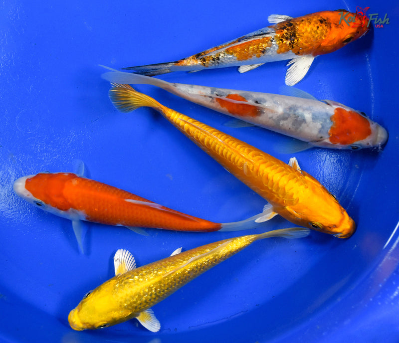 LOT OF (5) 5-6" ASSORTED STANDARD KOI