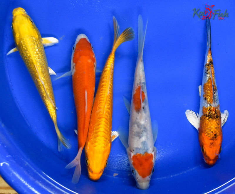 LOT OF (5) 5-6" ASSORTED STANDARD KOI