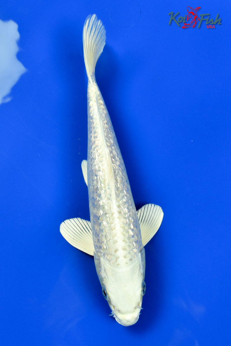 9" GINRIN PLATINUM OGON