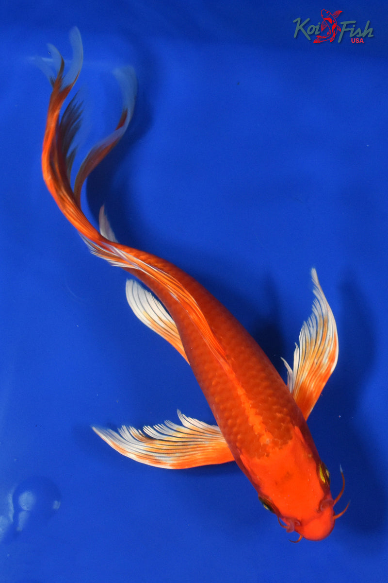 9.5" ORENJI OGON BUTTERFLY