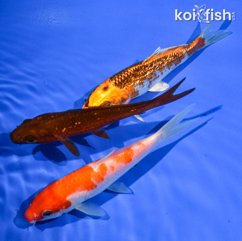 Pack of (3) 5-6" Standard Koi