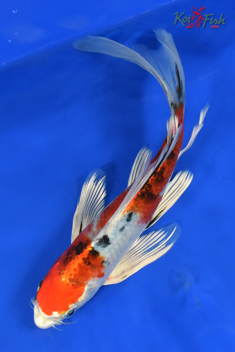 9" YAMATO NISHIKI BUTTERFLY