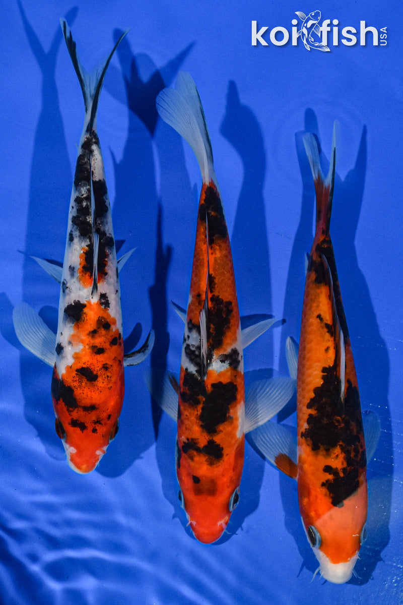 (3) 6" STANDARD KOI