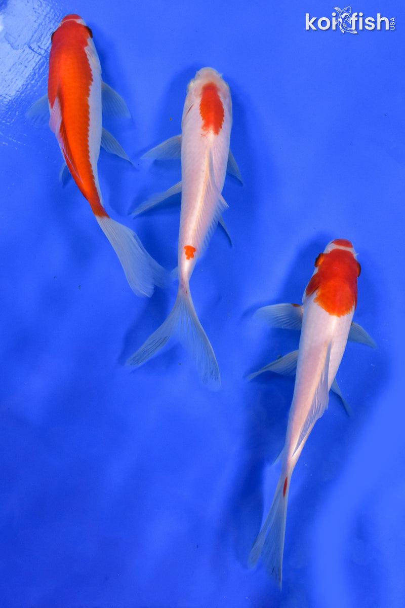 Exact Fish - Lot of (3) 4-6" Sarasa Comet Goldfish