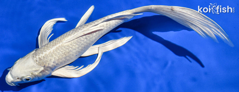 9.5" PLATINUM OGON BUTTERFLY