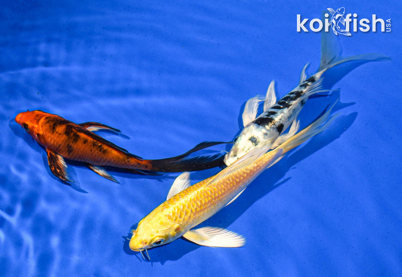 PACK OF (3) 5-6" BUTTERFLY KOI