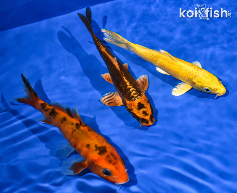 PACK OF (3) 5-6" STANDARD KOI