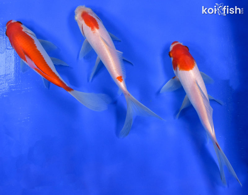 Exact Fish - Lot of (3) 4-6" Sarasa Comet Goldfish