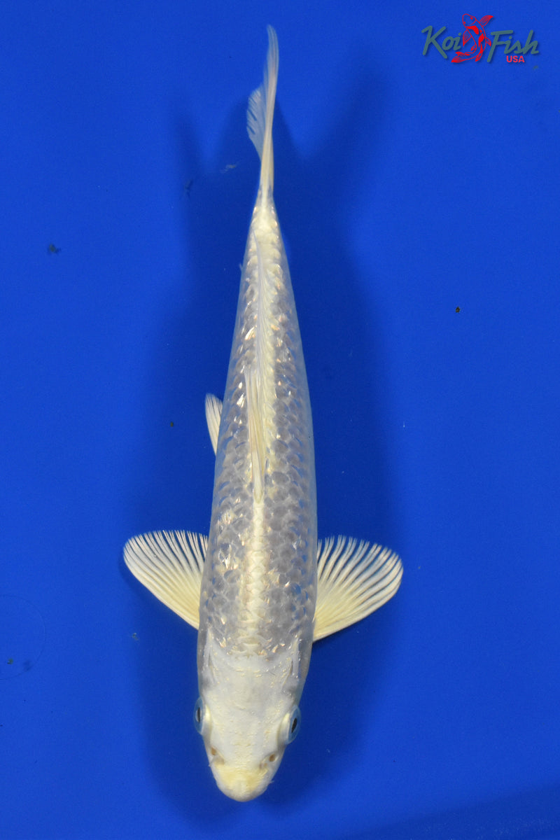 9" GINRIN PLATINUM OGON